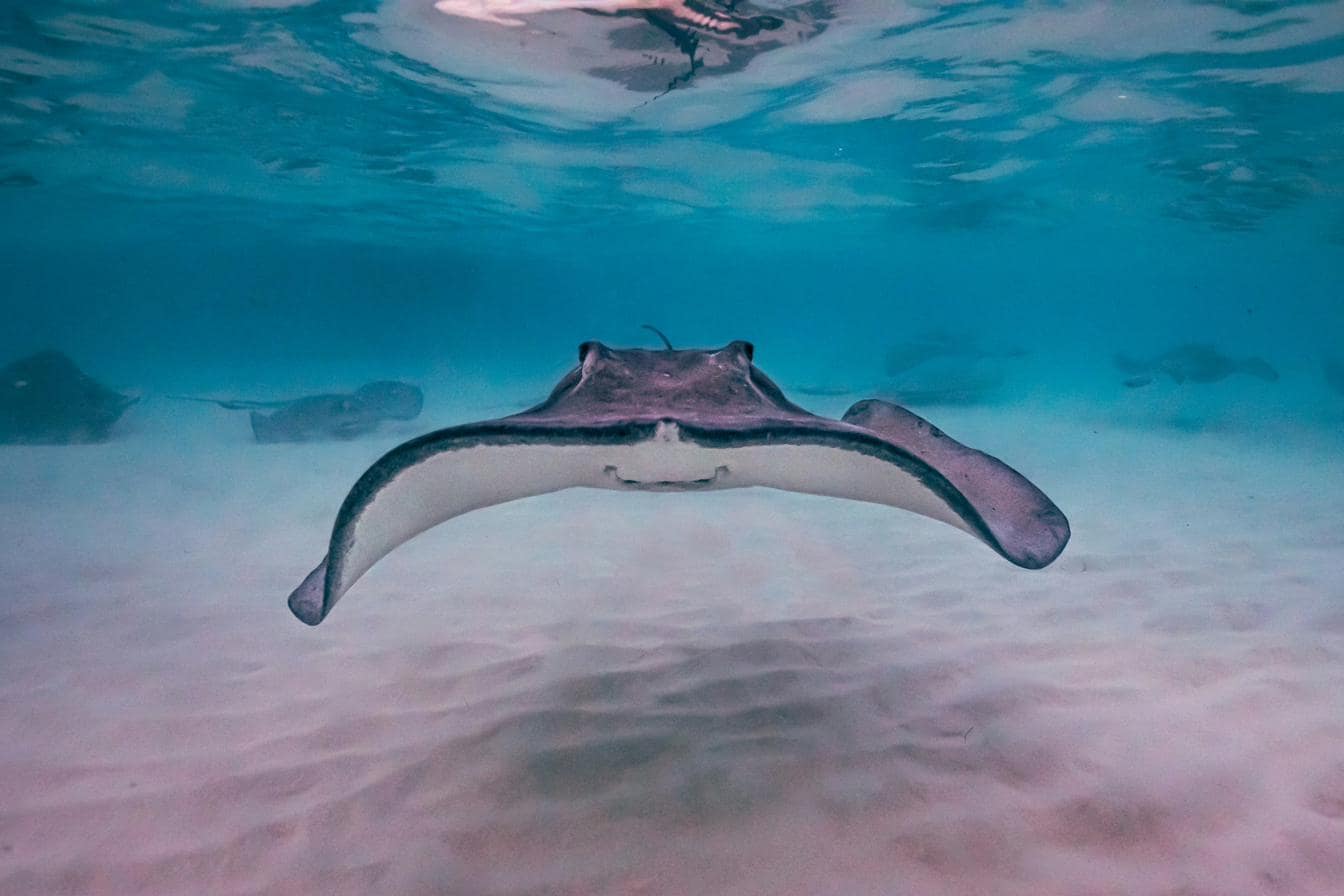 Southern stingray on the sandbar